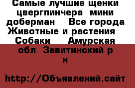 Самые лучшие щенки цвергпинчера (мини доберман) - Все города Животные и растения » Собаки   . Амурская обл.,Завитинский р-н